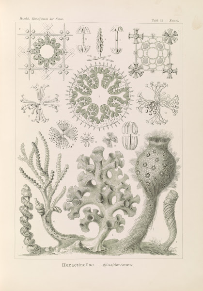 Hexactinellae  Glasschwämme 1904