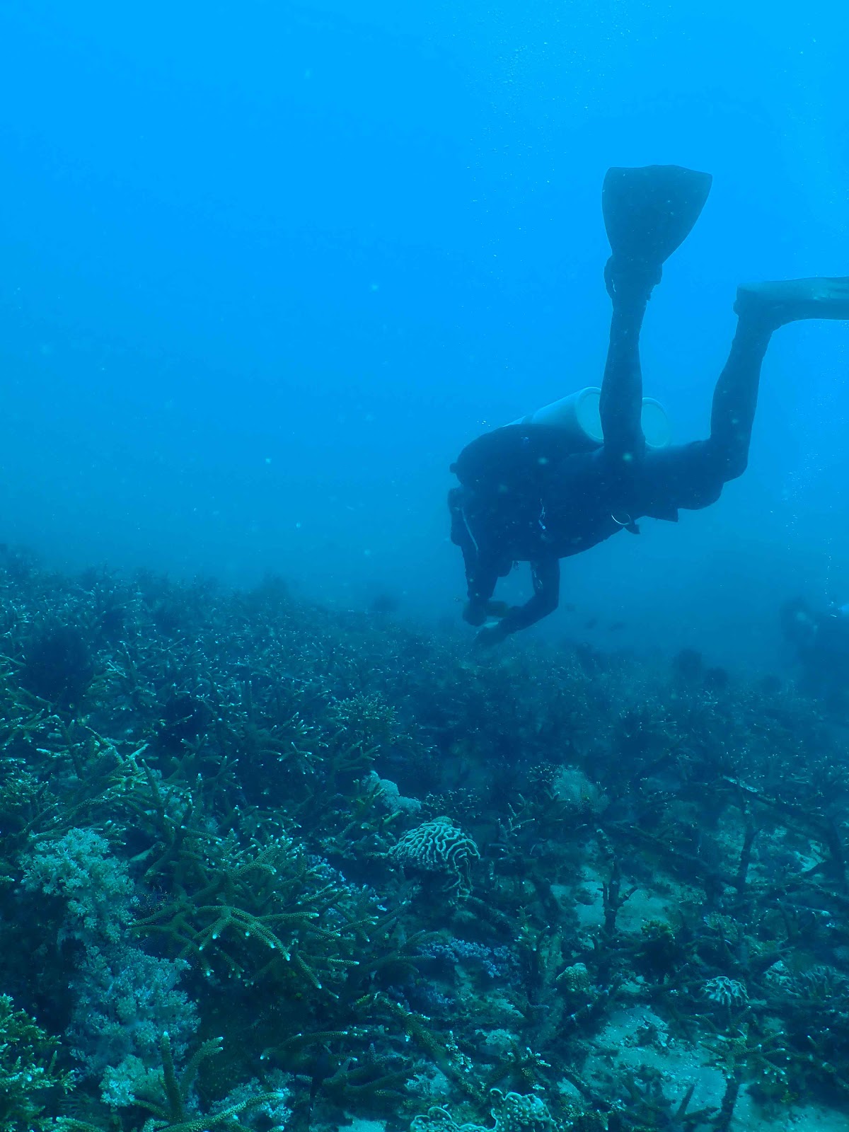 Diver conserve and protect coral reef. Restore Indonesia coral reef, Indonesia coral reef, restore coral reef. CarbonEthics Indonesia