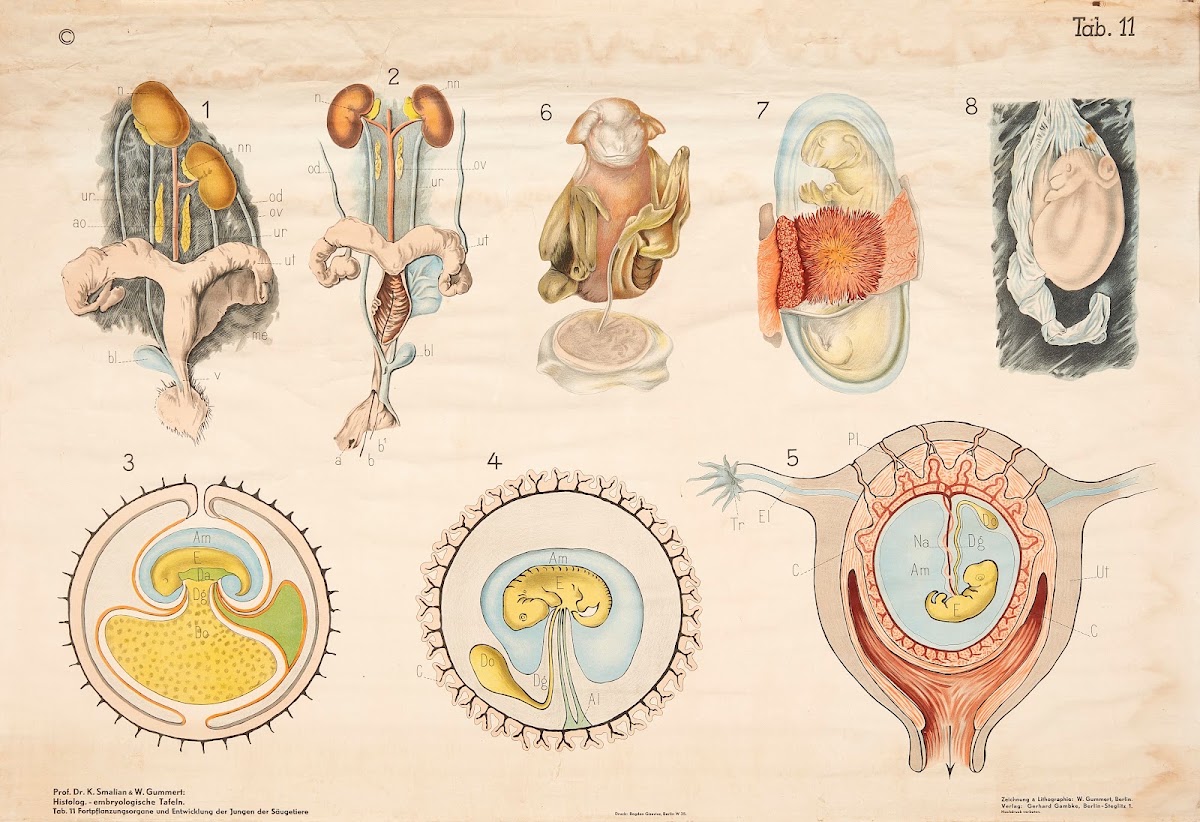 Reproductive organs and development of mammalian young 1928