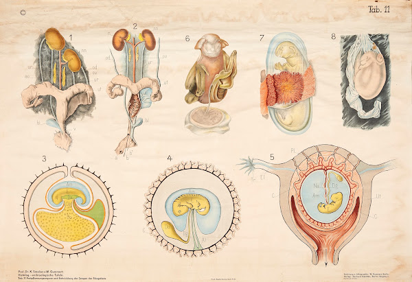 Reproductive organs and development of mammalian young 1928