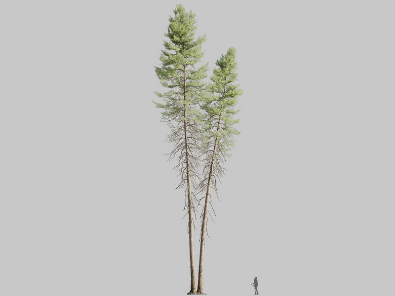 Maxtree - Plant Models Vol.126