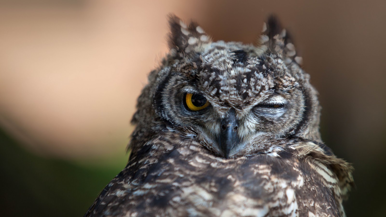 Owl Face Wallpaper