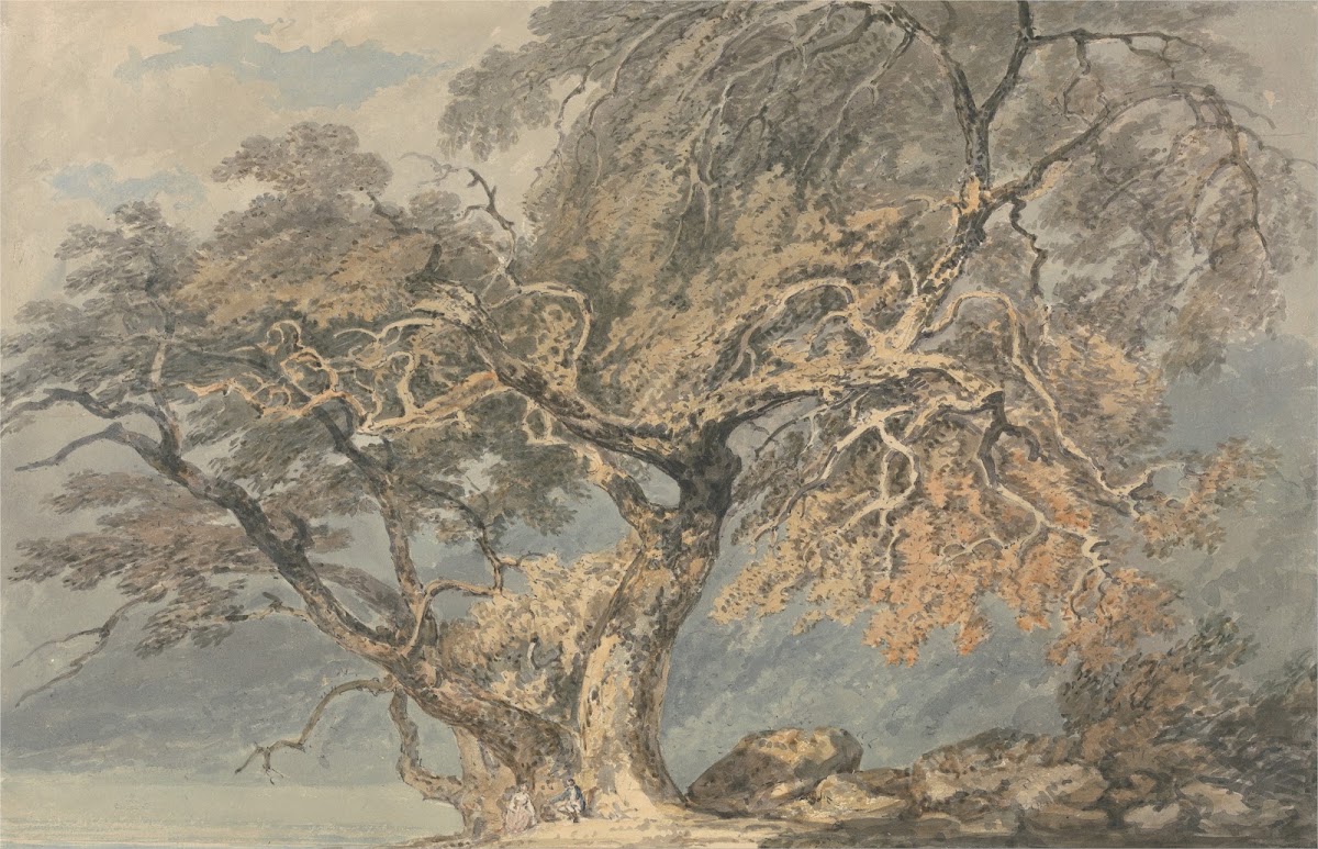 A Great Tree ca 1796