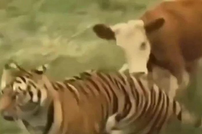 Bò 'nổi điên' quay đầu truy đuổi hổ - Tạp chí Doanh Nghiệp Việt Nam