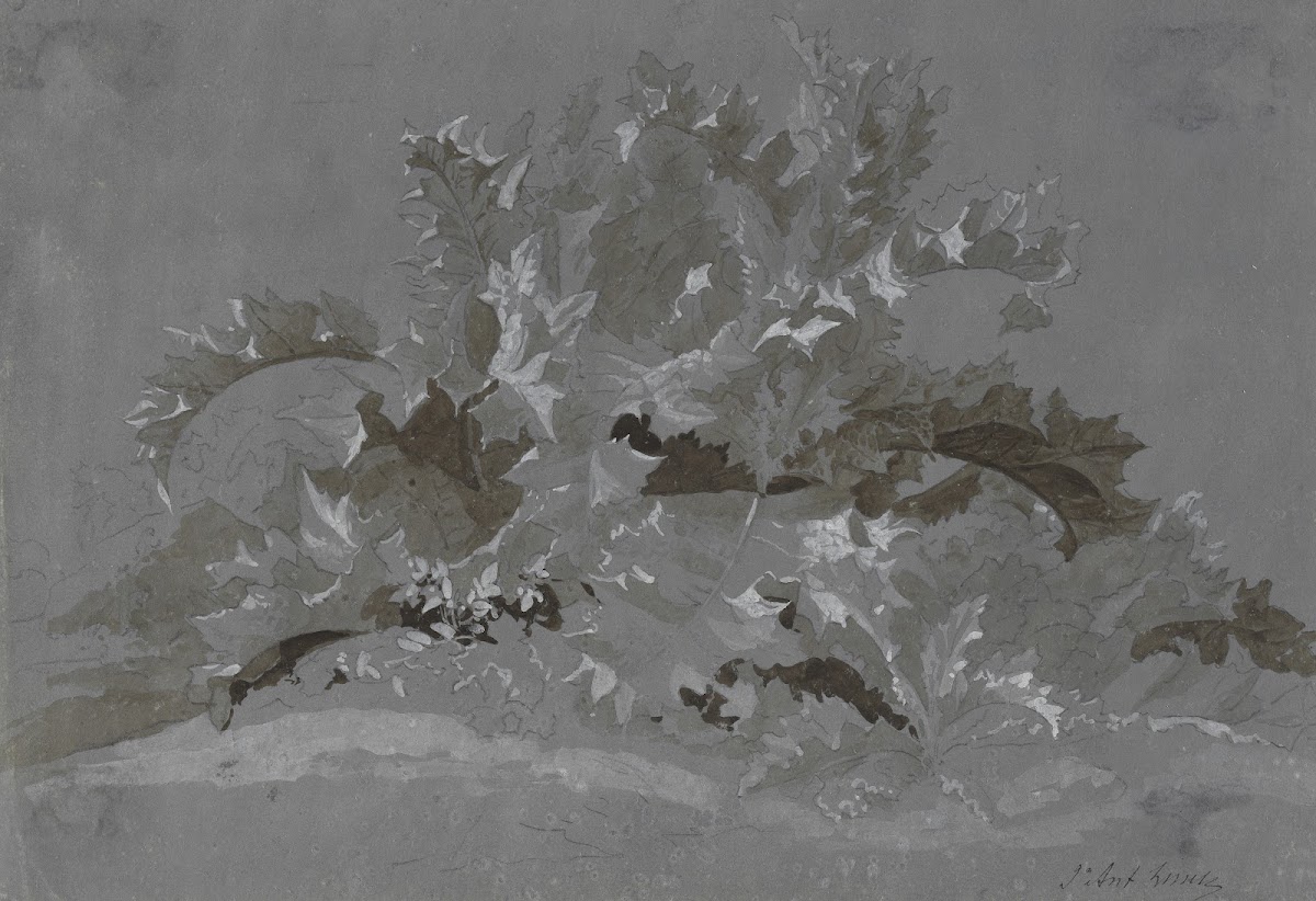 Study of Weeds 1800 1850
