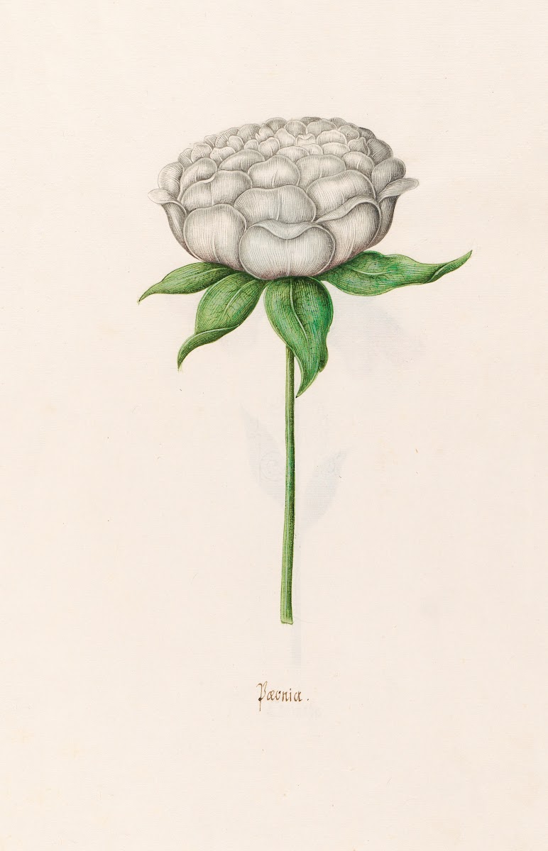 Poeonia Peony 1692