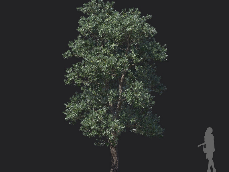 Maxtree - Plant Models Vol.121
