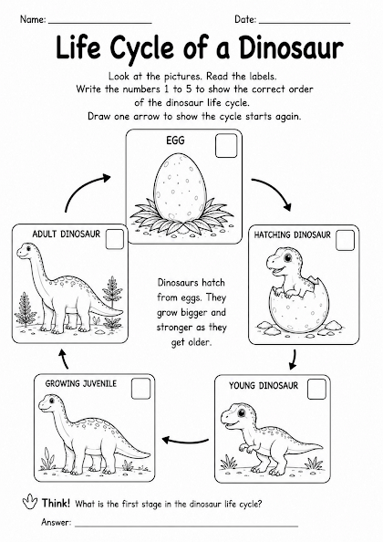 Life Cycle of a Dinosaur Worksheet