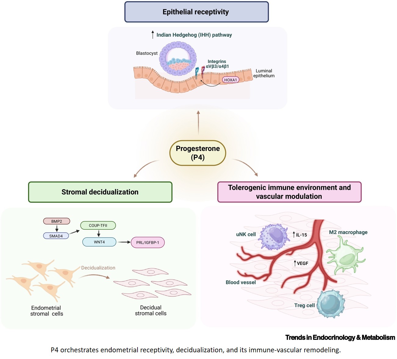 The immunoregulatory role of progesterone during embryo implantation and pregnancy