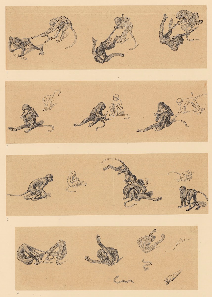 Singes 1885