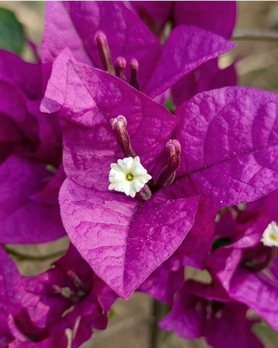 Imported Black Rose Bougainvillea Plant — view 2