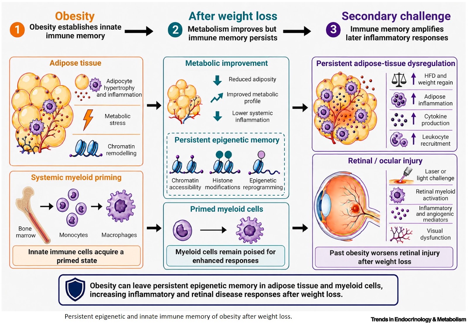    Obesity memory!