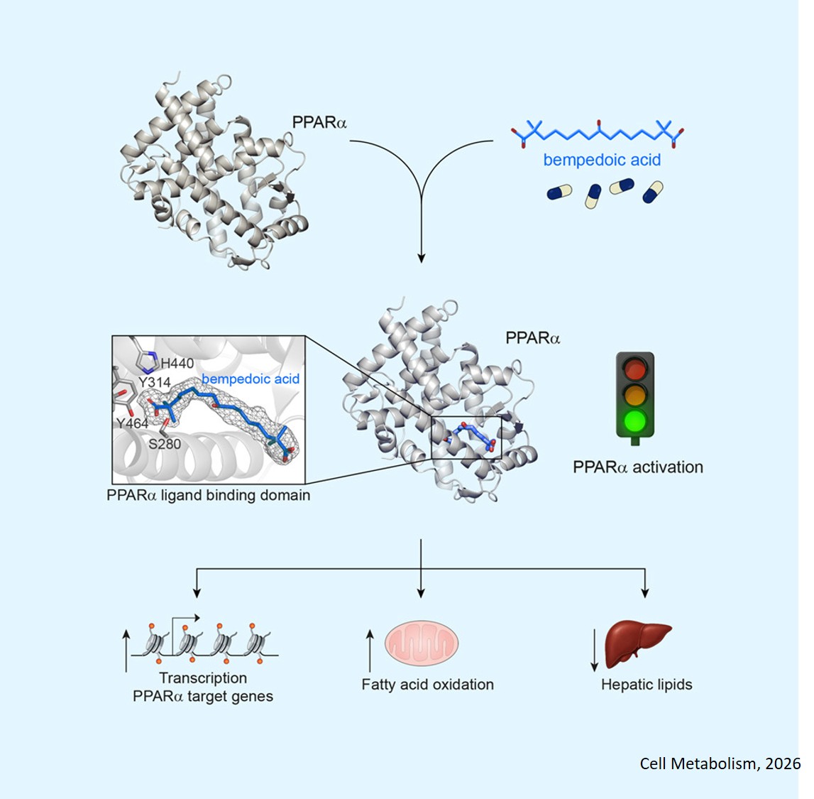 Bempedoic acid directly binds and activates PPARα