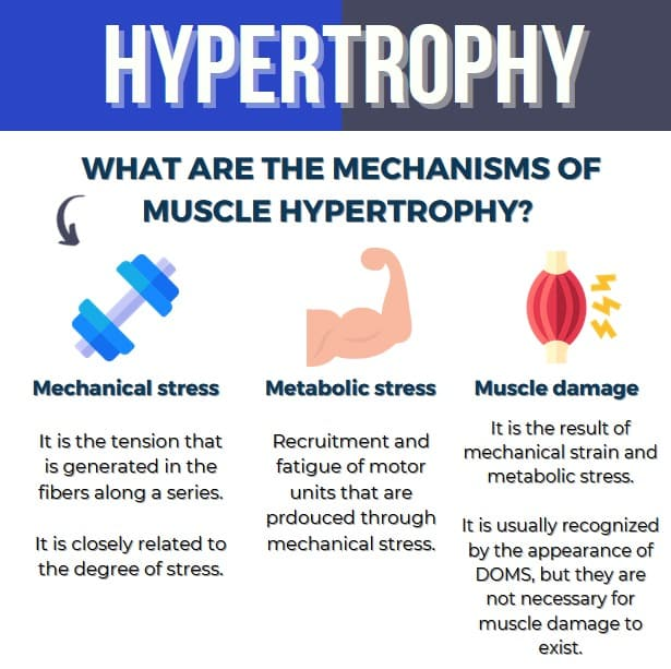 what are the mechanism of muscle therapy