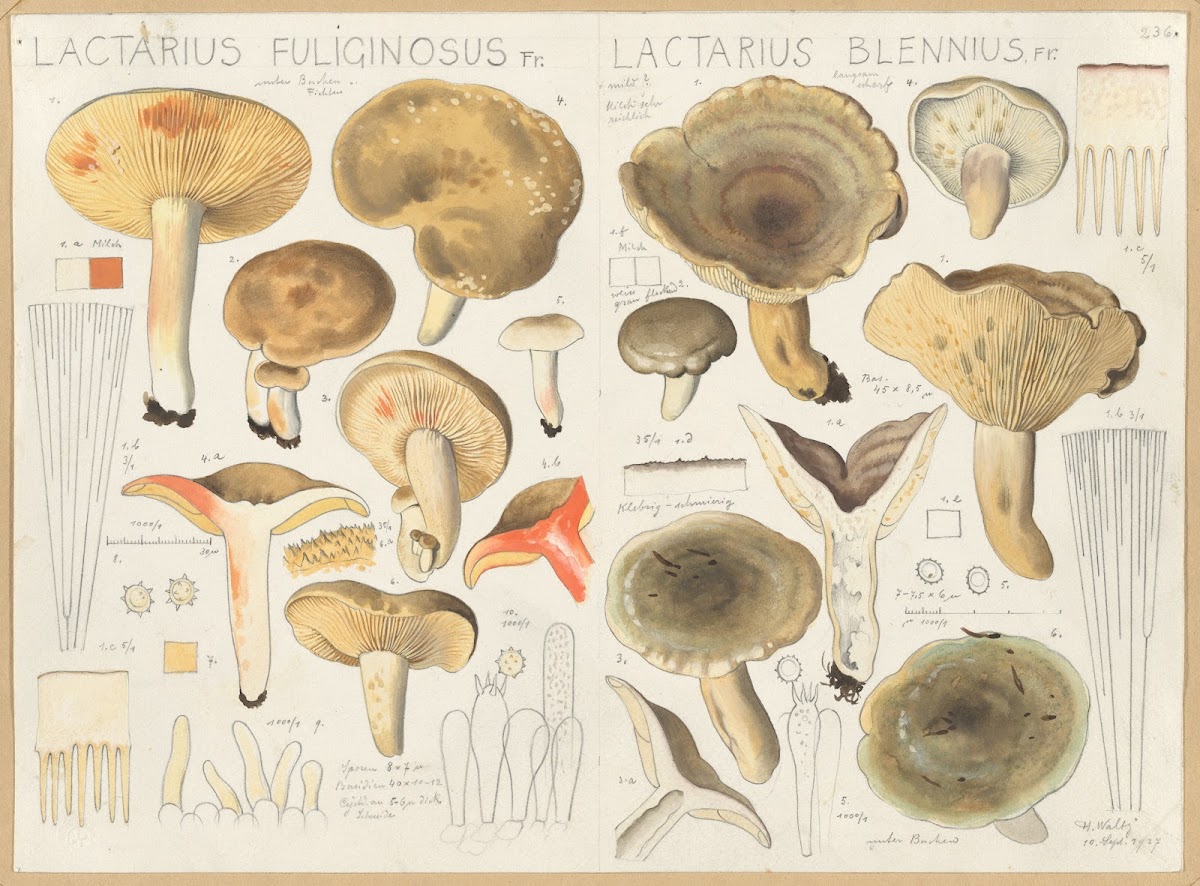 Lactarius fuliginosus Lactarius blennius 1915 1945
