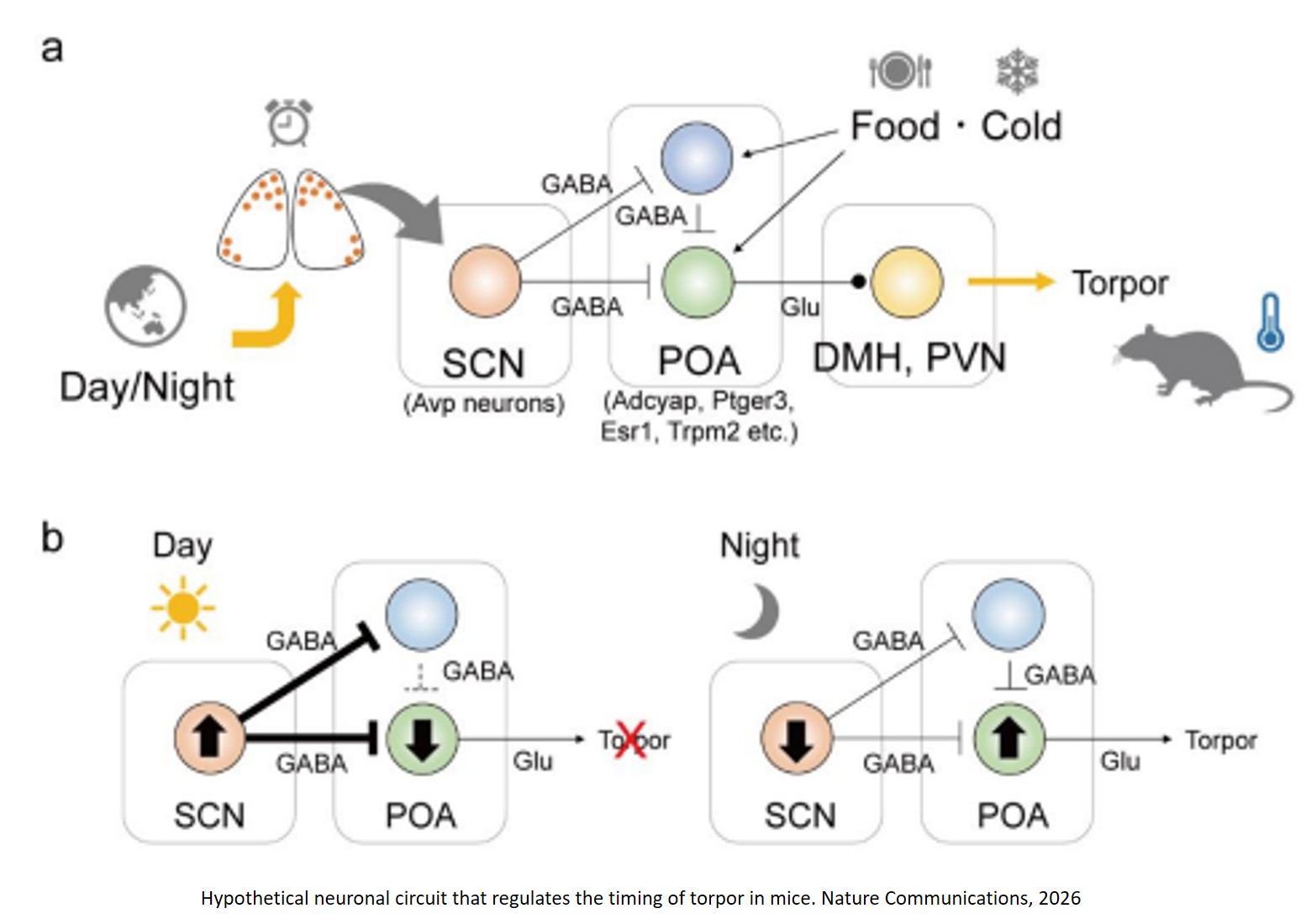 GABAergic projections from the suprachiasmatic nucleus to the preoptic area regulate the timing of torpor in mice