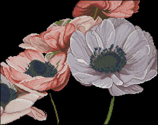 CMP 170064 Anemones' Heart
