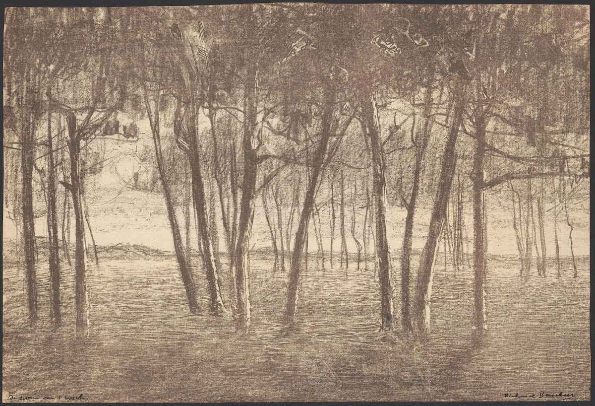 The edge of the forest