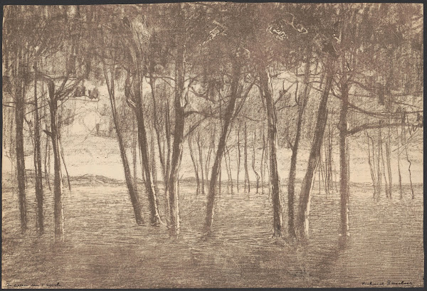 The edge of the forest