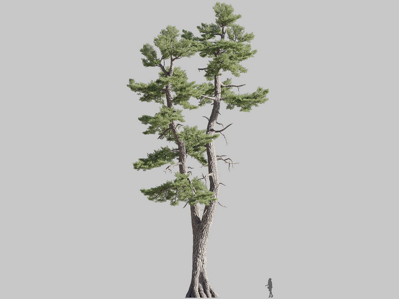 Maxtree - Plant Models Vol.126