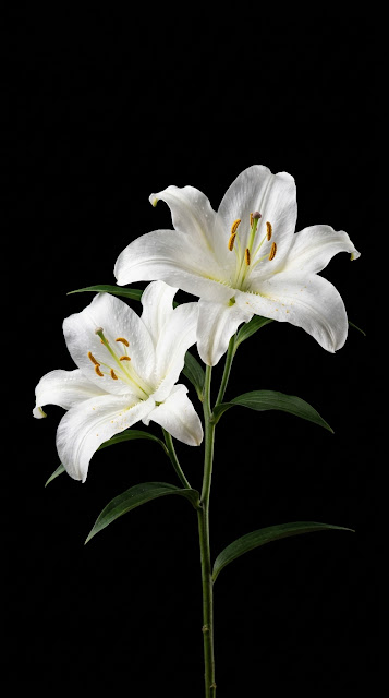 Minimalist Photography of Two White Lilies Against Solid Black Background - Free mobile Wallpaper