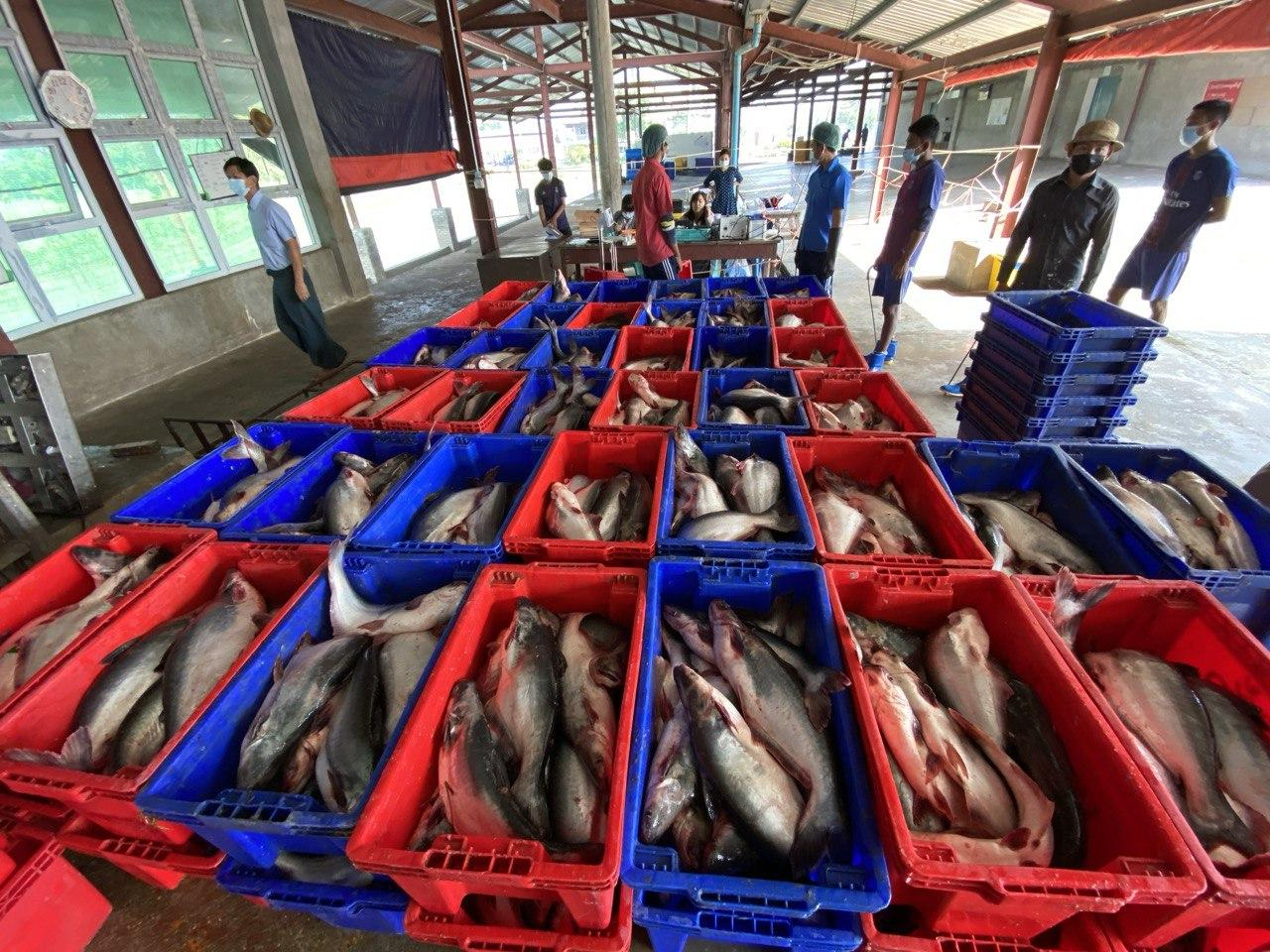 Wah Wah win livestock farm facility overview