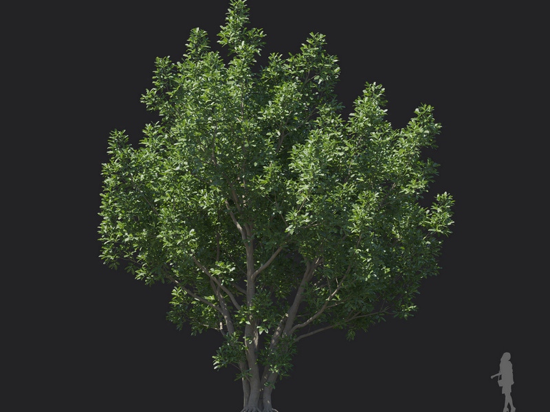 Maxtree - Plant Models Vol.121