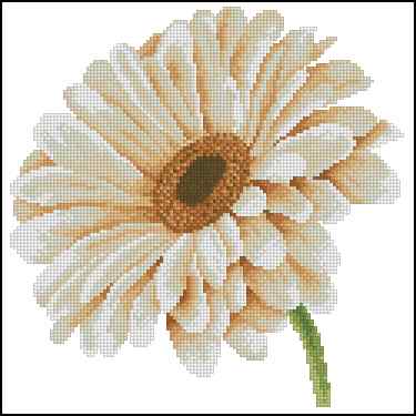 CMP 170262 African Daisy In Close Up