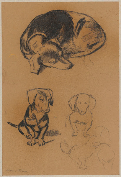 Studies of a dachshund 1885