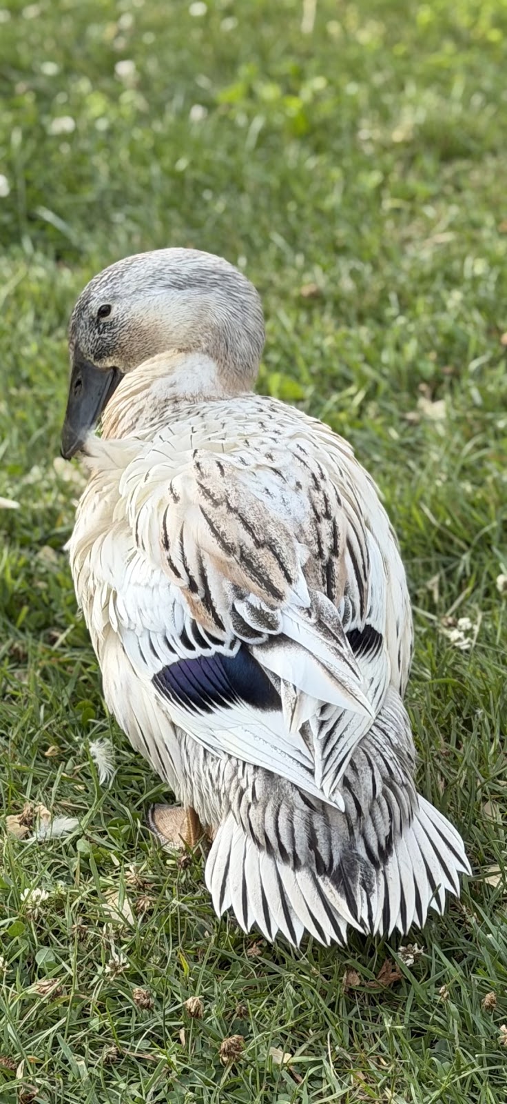 Welsh Harlequin Duckling