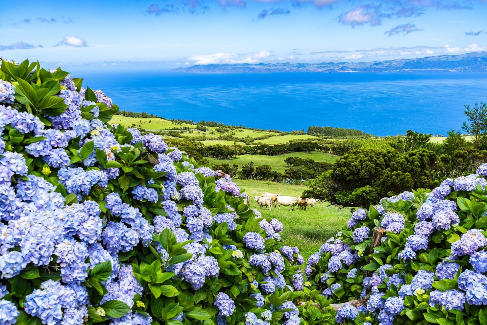 Blue hydrangeas lining a lush green landscape in the Azores, Portugal.