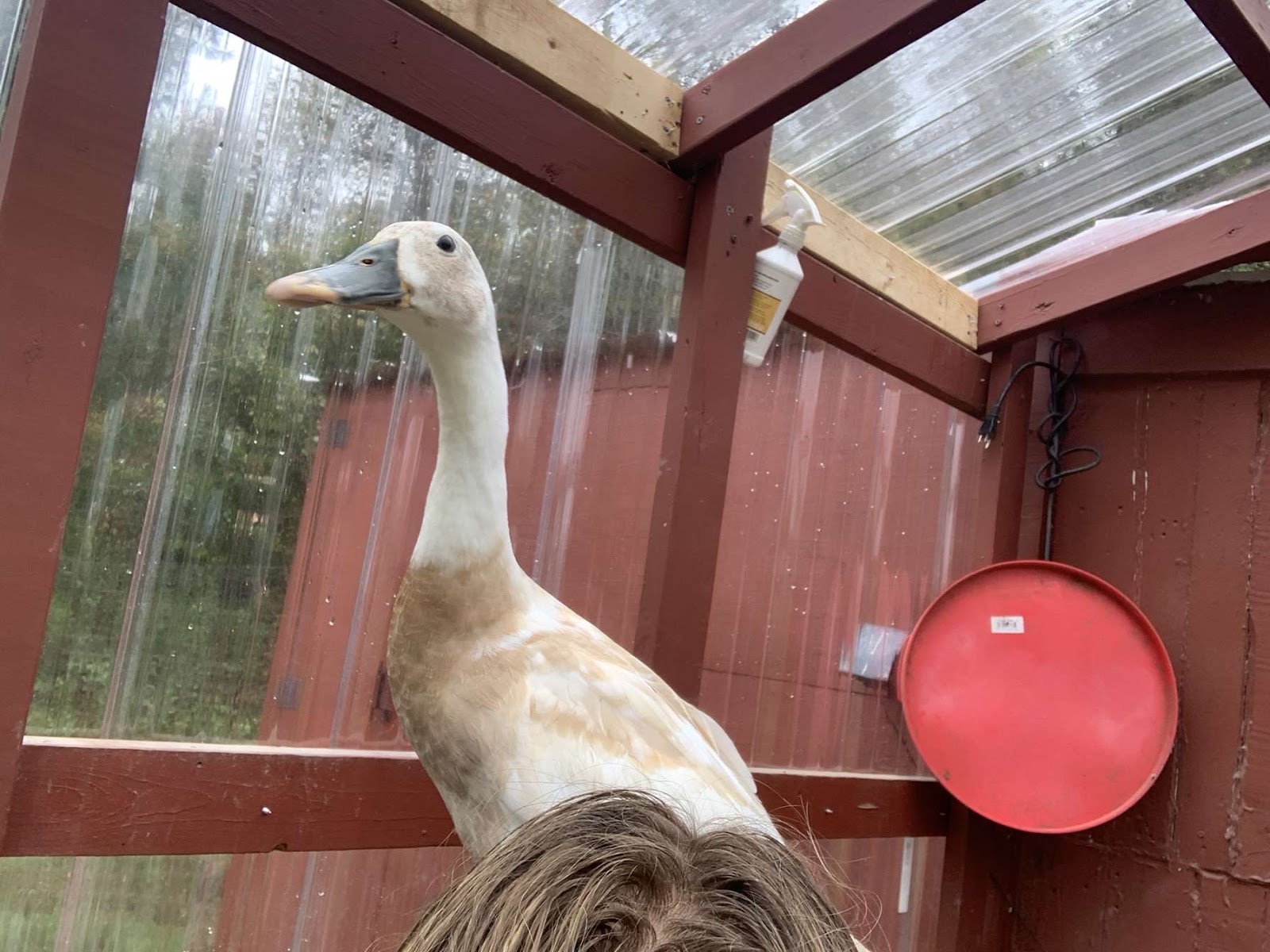 Fawn & White Runner Duck