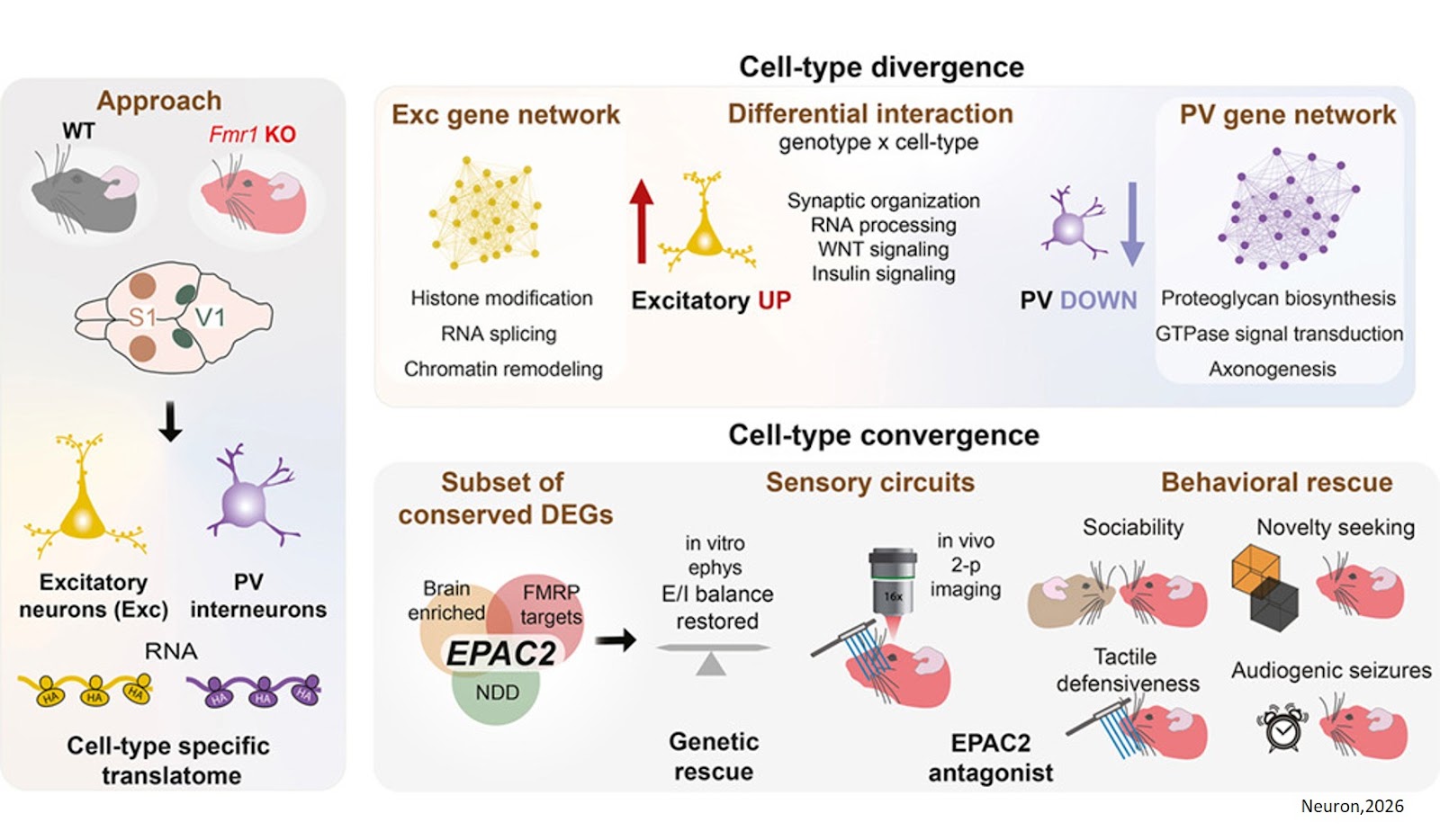 Translatome profiling reveals opposing alterations in inhibitory and excitatory neurons of fragile X mice and identifies EPAC2 as a therapeutic target