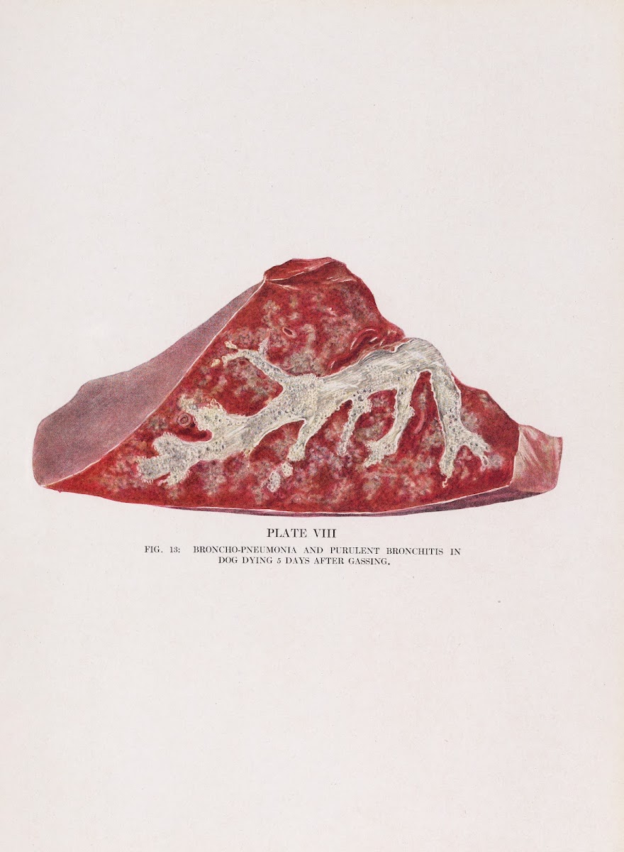 Plate VIII Fig 13 Broncho pneumonia and purulent bronchitis in dog dying 5 days