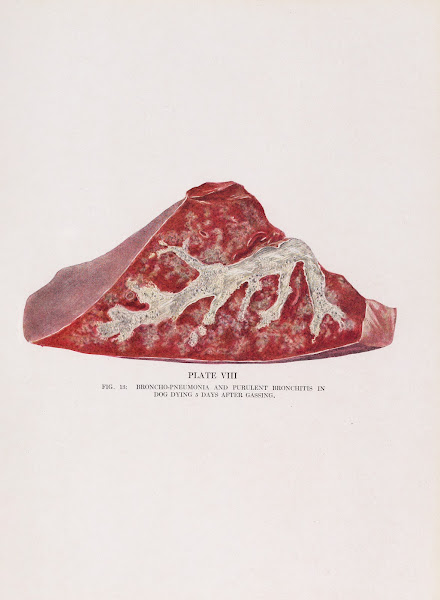 Plate VIII Fig 13 Broncho pneumonia and purulent bronchitis in dog dying 5 days