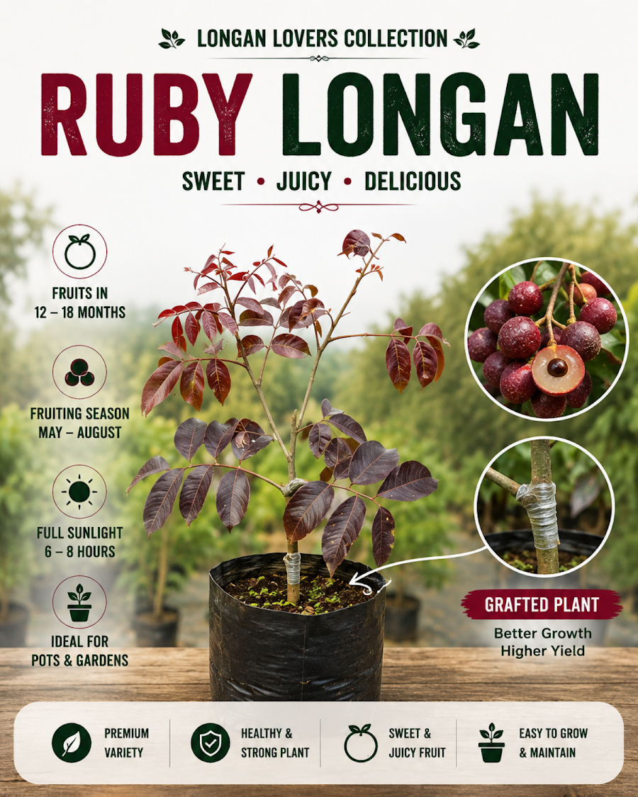 Longan Lovers Collection — view 3
