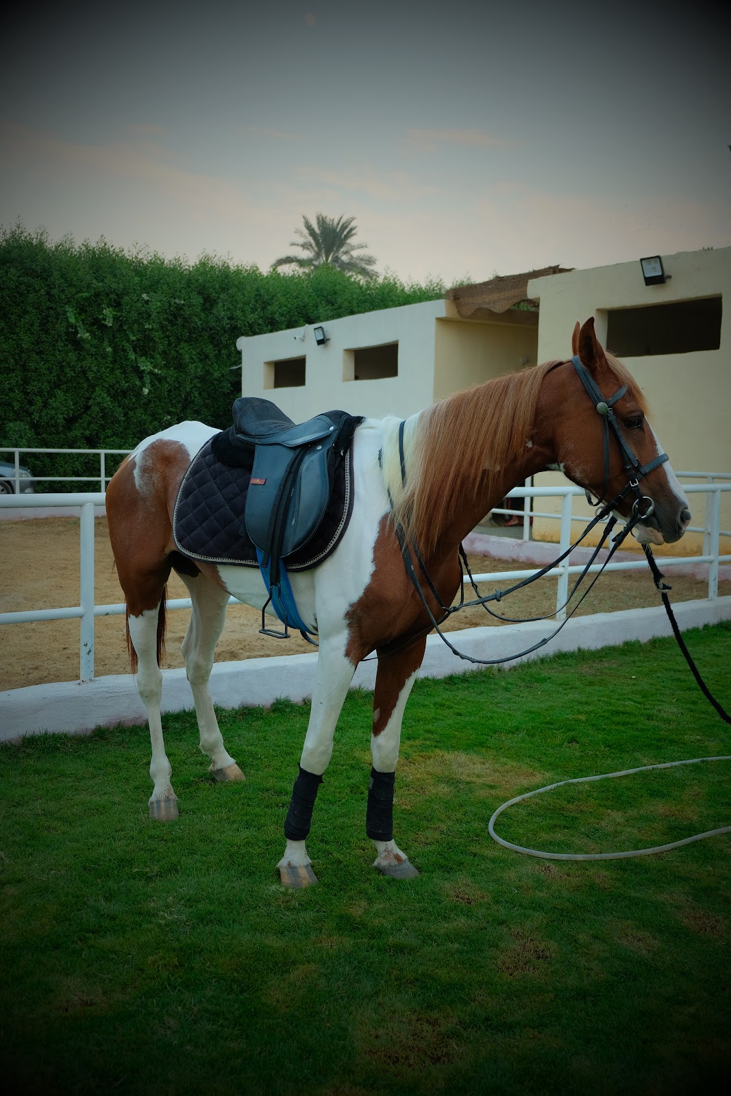 Dahab - Horse available for riding at Aseel in Saqqara, Egypt. Discover this gorgeous Pinto  horse, immediately recognizable by his stunning br