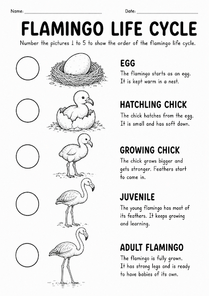 Flamingo Life Cycle Worksheet