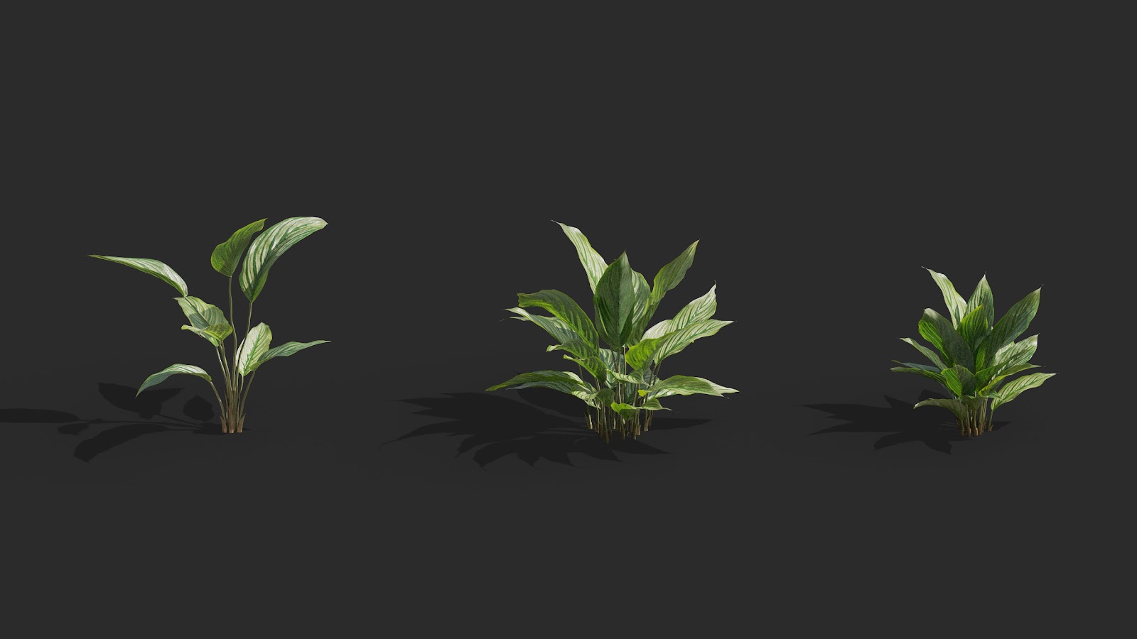 Maxtree - Plant Models Vol.62