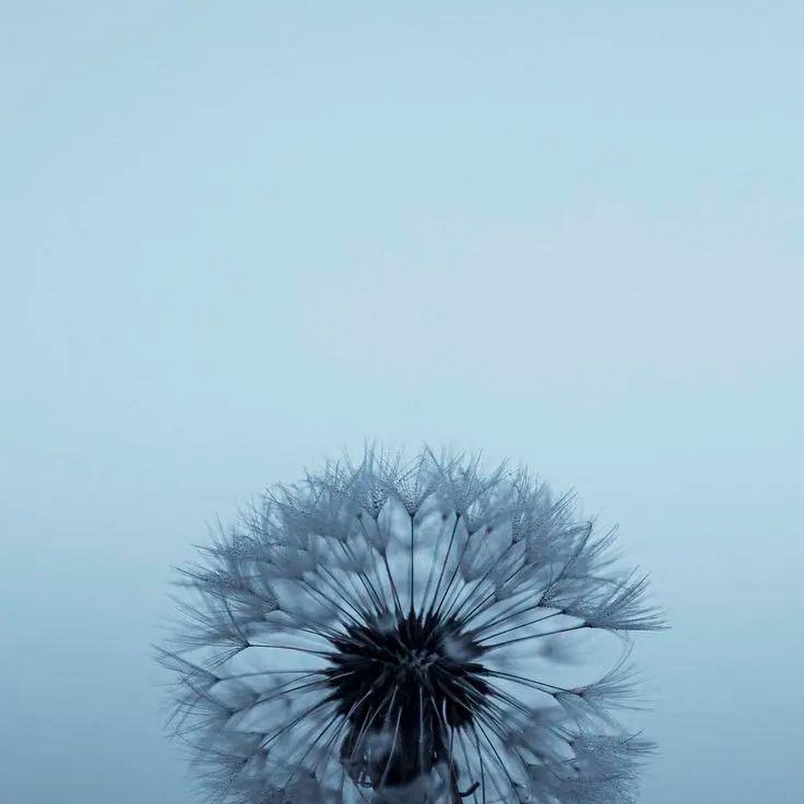 Download Dandelion Seed Head in Mist iPhone