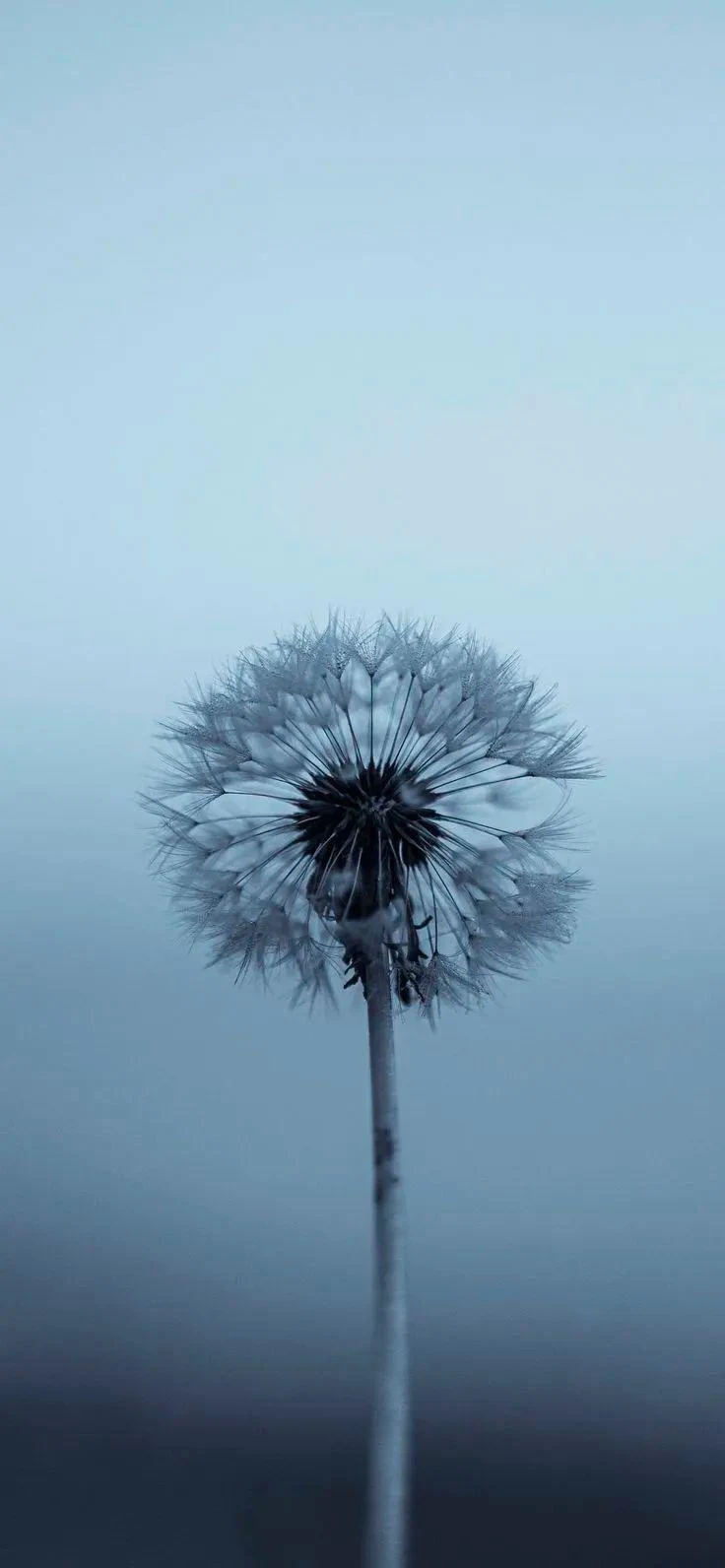 Dandelion Seed Head in Mist - Minimalist Nature Photography iPhone Wallpaper (736x1592)