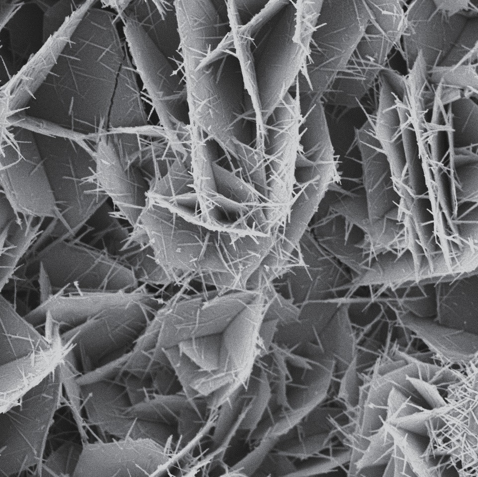 Cactus-like NC/CoxP electrode enables efficient and stable hydrogen evolution for saline water splitting