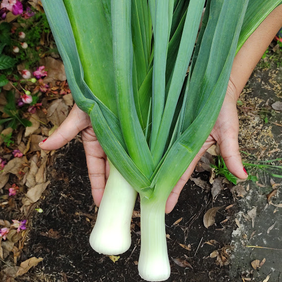 Comprar cebolla puerro madura orgánico