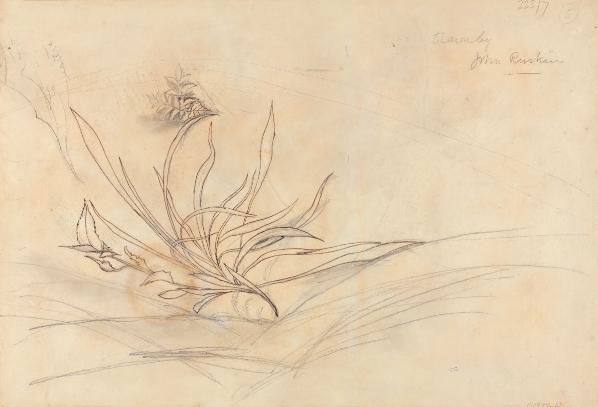 Sketch of Foliage ca 1853