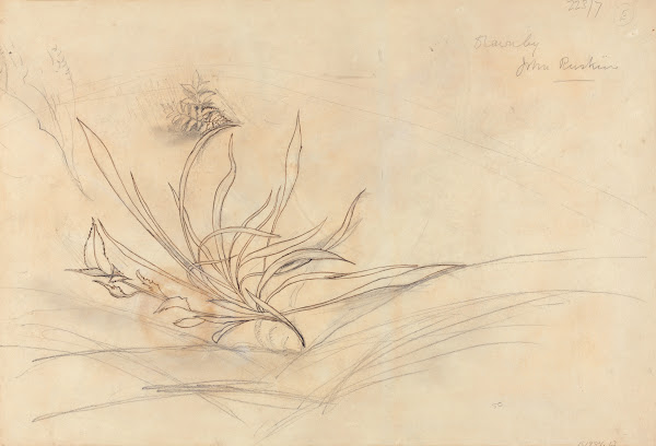Sketch of Foliage ca 1853