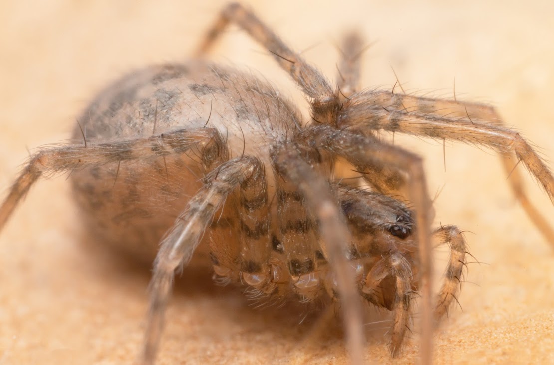 Tegenaria domestica