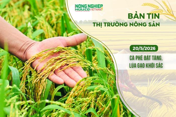 Thị trường nông sản 20/5/2026: Cà phê bật tăng, lúa gạo khởi sắc - Nông nghiệp Hữu cơ Việt Nam