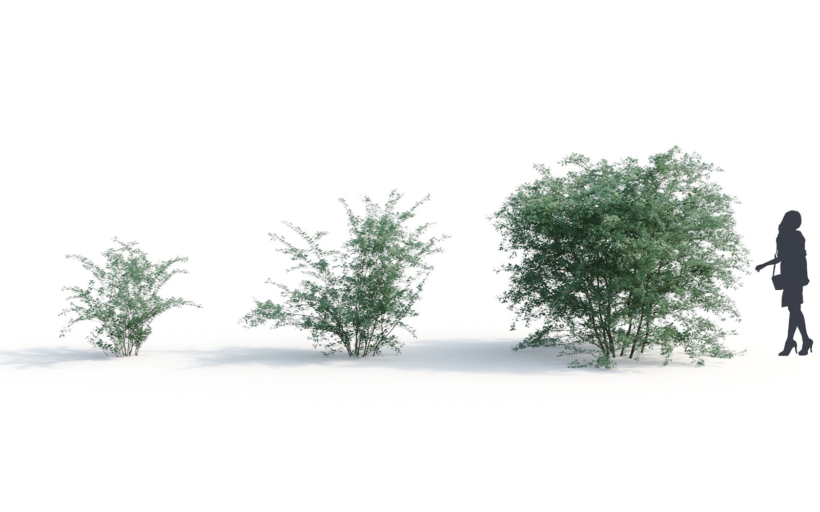 Maxtree - Plant Models Vol.6