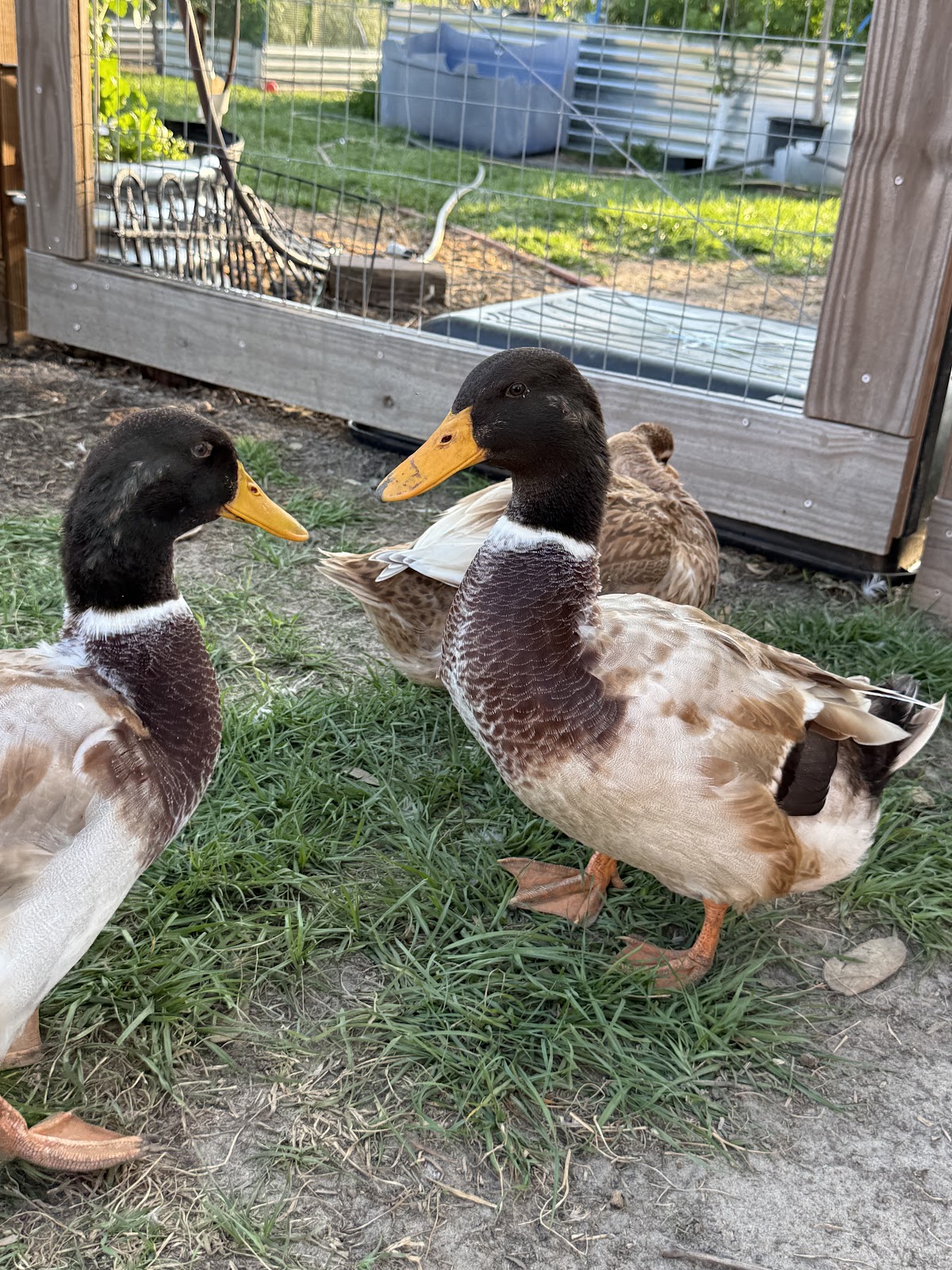 Golden Cascade Duckling