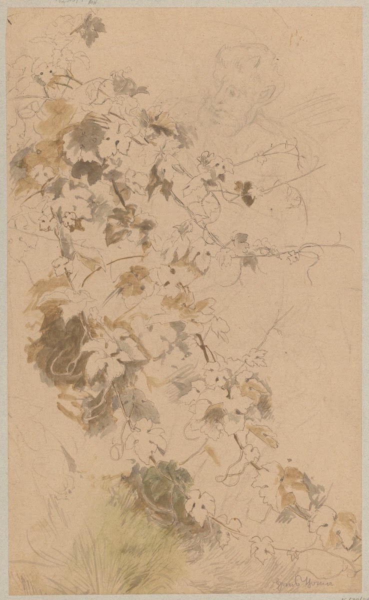 Study of ivy contour of satyrs head 1880   1900